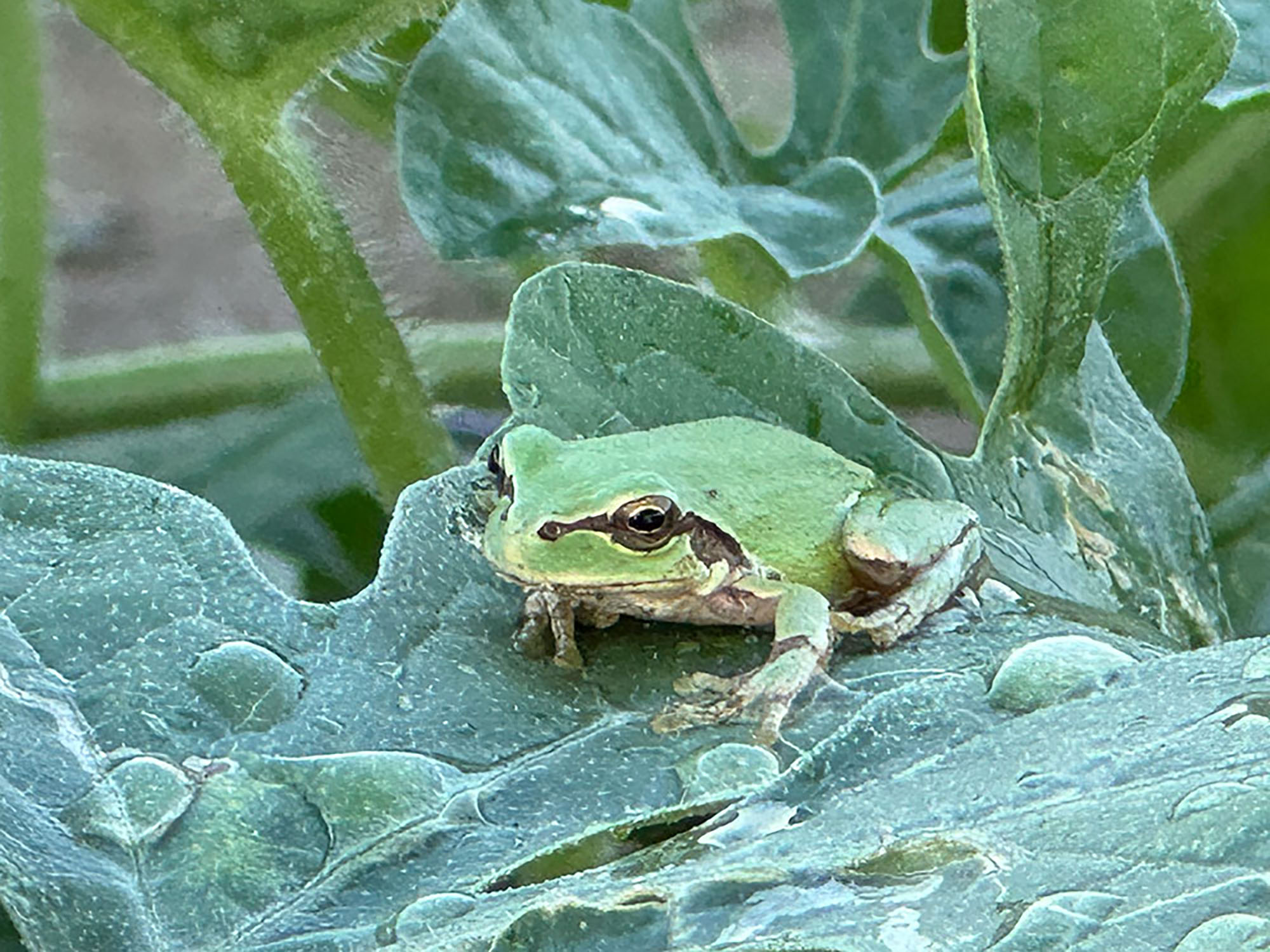 葉もの野菜が並ぶ畑